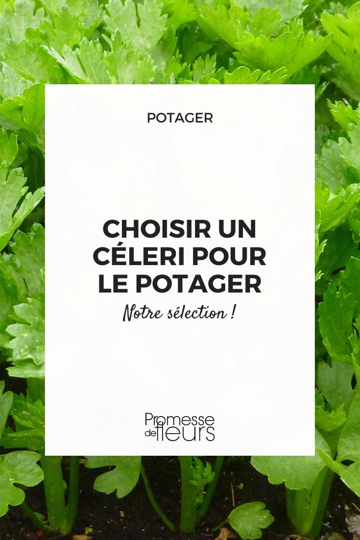 Celery: how to choose the best variety celery