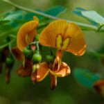 Bladder Senna - Colutea: planting, pruning and care