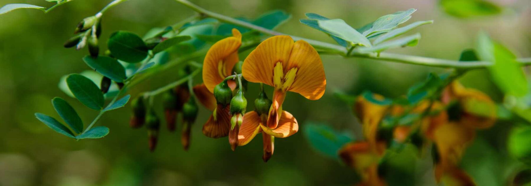 Bladder Senna - Colutea: planting, pruning and care