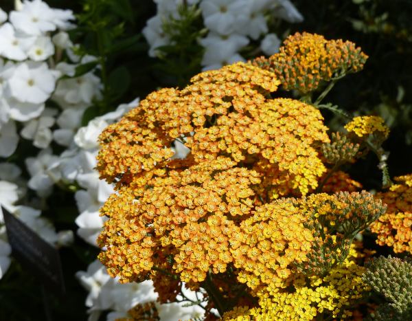 How to divide yarrow?