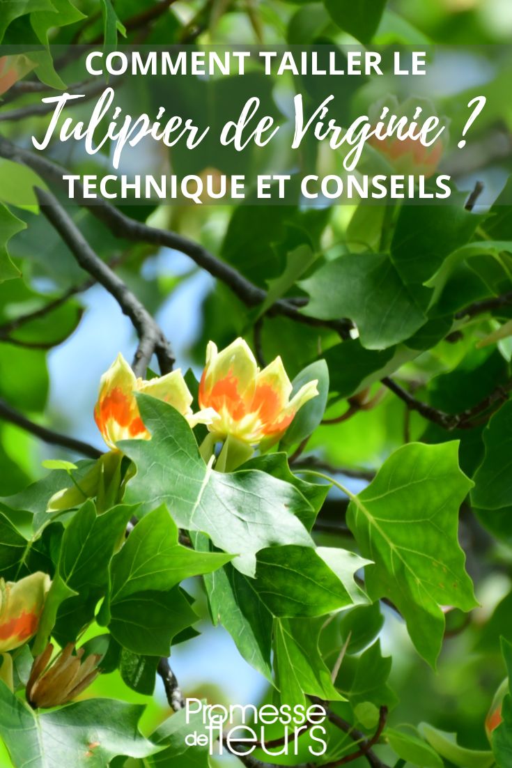 pruning of Liriodendron tulipifera