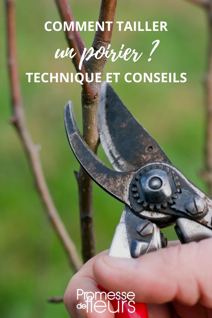 Pruning the Pear Tree