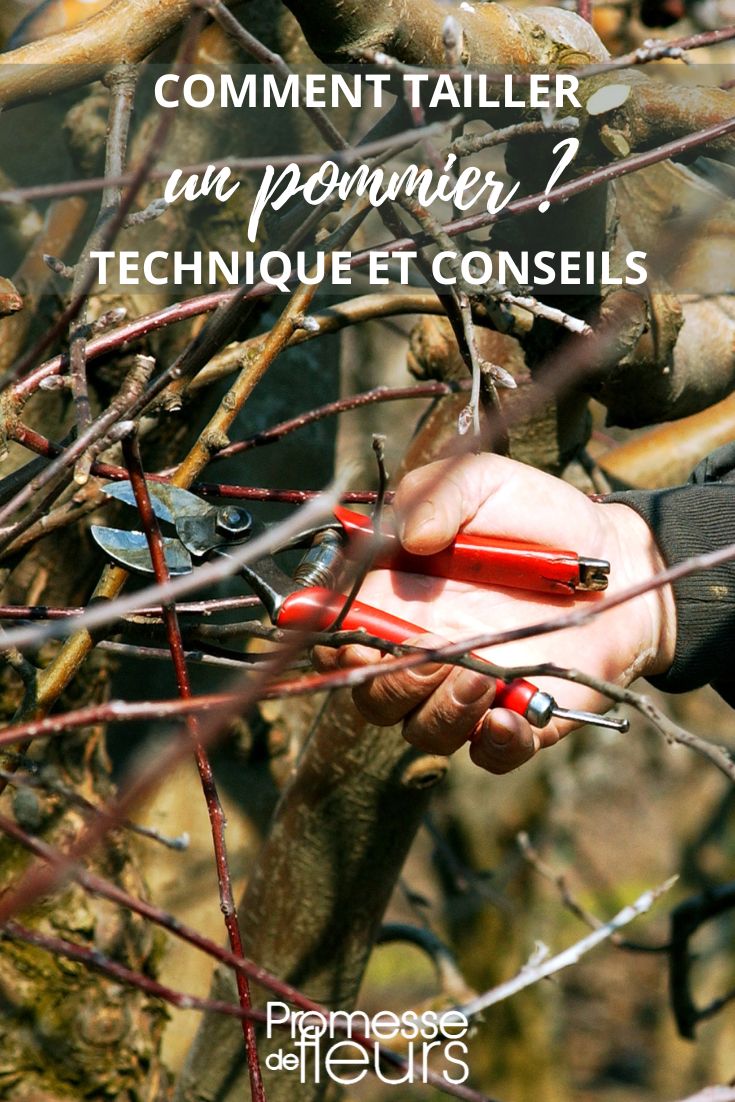 Pruning Apple Trees