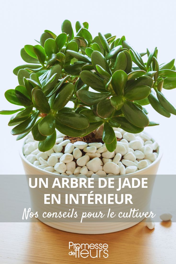 Growing a Jade Plant Indoors Crassula ovata