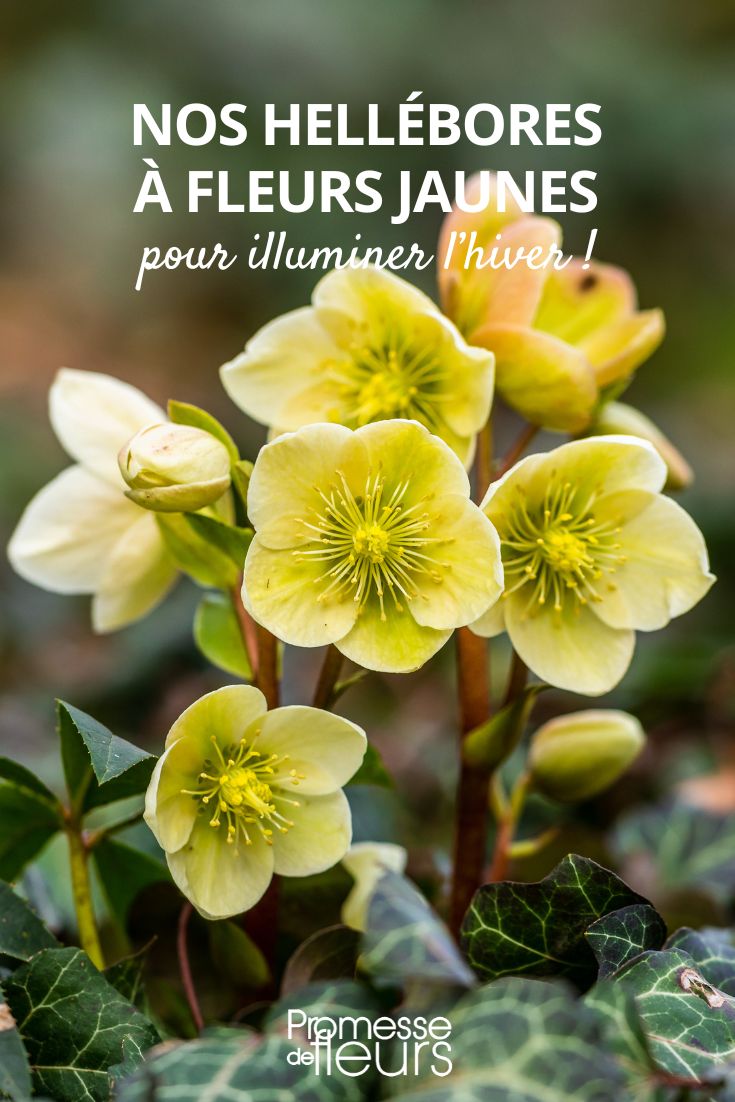 yellow flowered hellebore