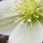 White-flowered hellebores: perfect for winter!