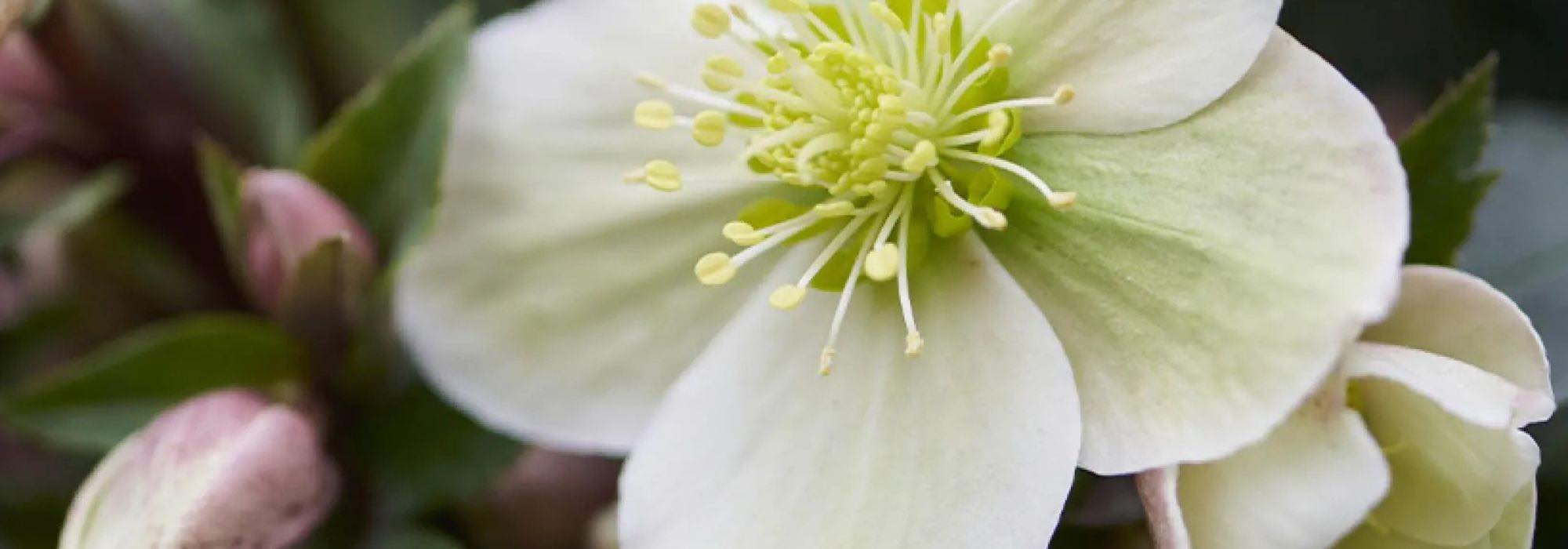 White-flowered hellebores: perfect for winter!