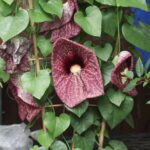 How to overwinter Aristolochia or Dutchman's pipe?