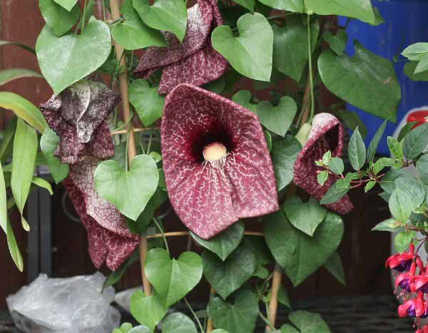 How to overwinter Aristolochia or Dutchman's pipe?