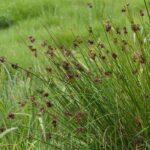 Juncus - Rush: Planting and Care