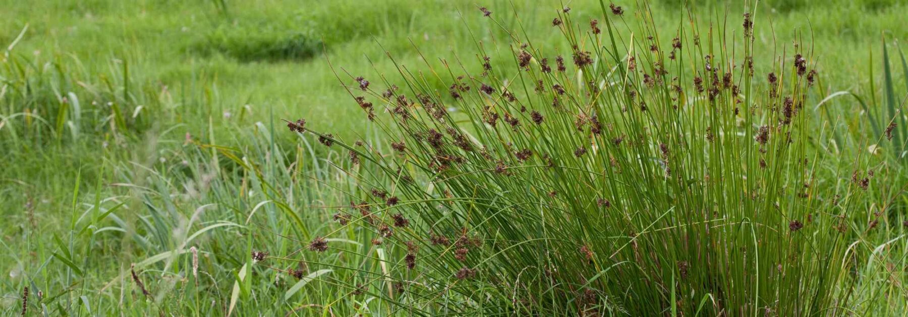 Juncus - Rush: Planting and Care