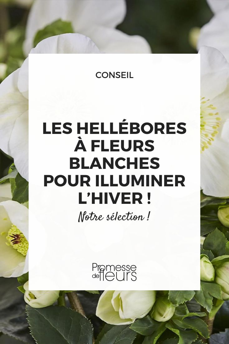White **flower** hellebores, perfect for winter! white helleborus