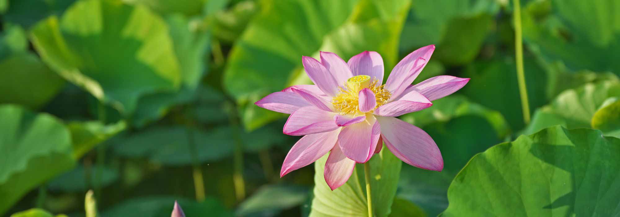 Lotus, Nelumbo: how to protect it from the cold and winter it?