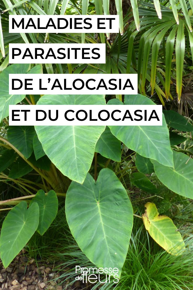 Caring for Colocasia and Alocasia