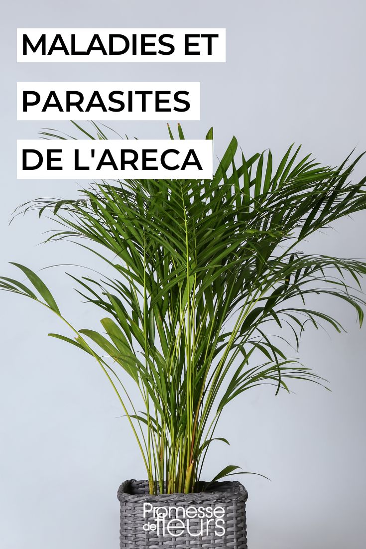 caring for the areca palm, an indoor palm tree