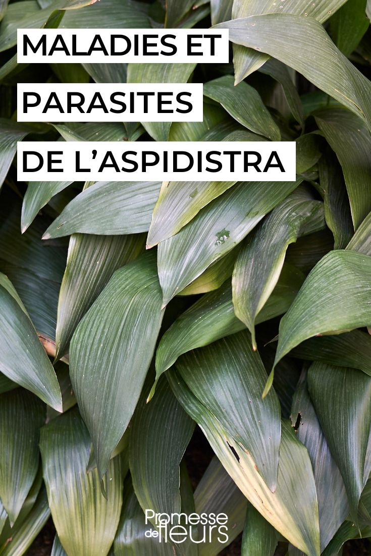 Diseases and Parasites of Aspidistra: Identification and Treatment I'm sorry, but the text to be translated is empty. If you have any content you would like me to translate, please provide it and I'll be happy to help.
