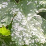 Diseases and pests of Virginia creeper