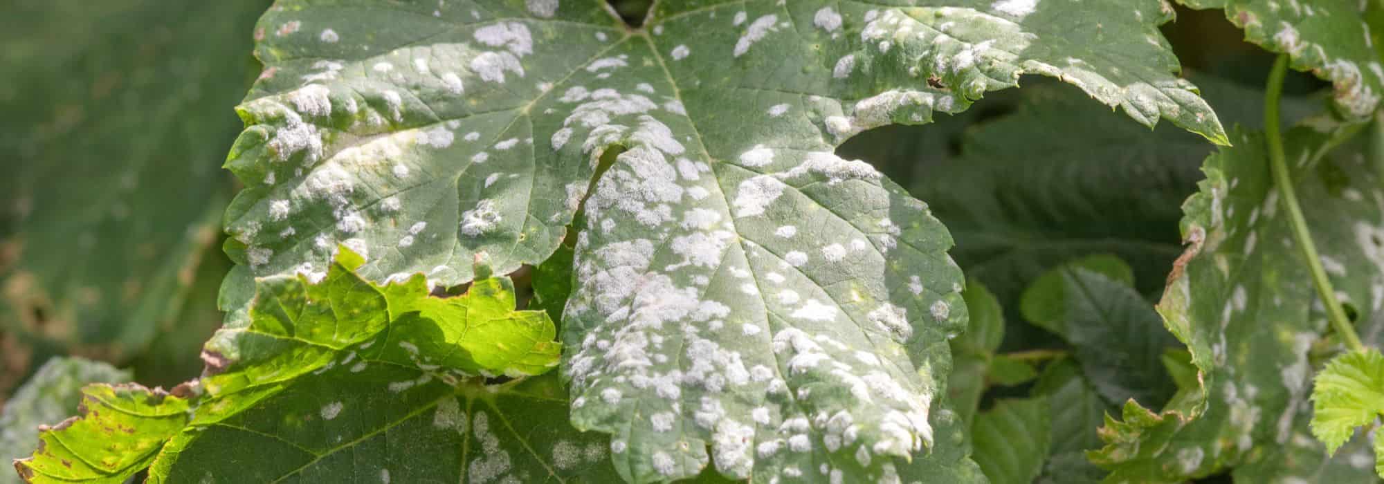 Diseases and pests of Virginia creeper