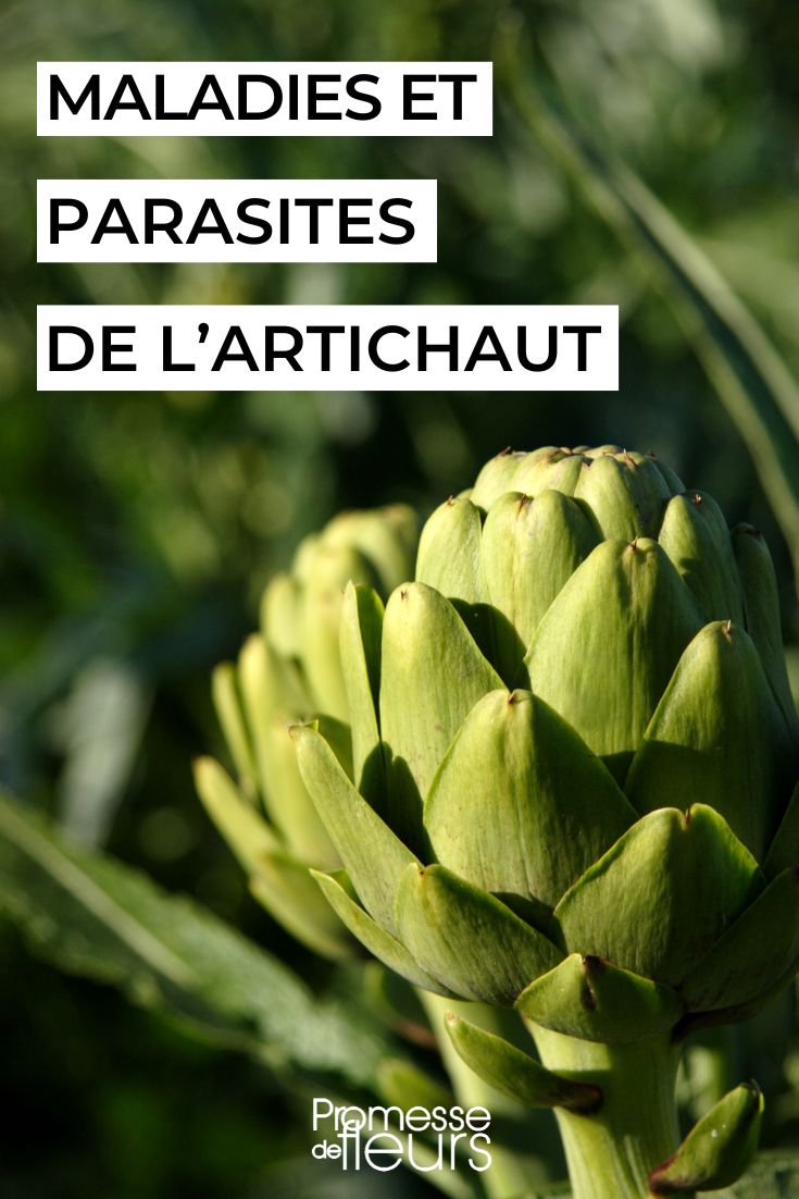 Artichoke Diseases and Parasites: Identification and Treatments Caring for the artichoke