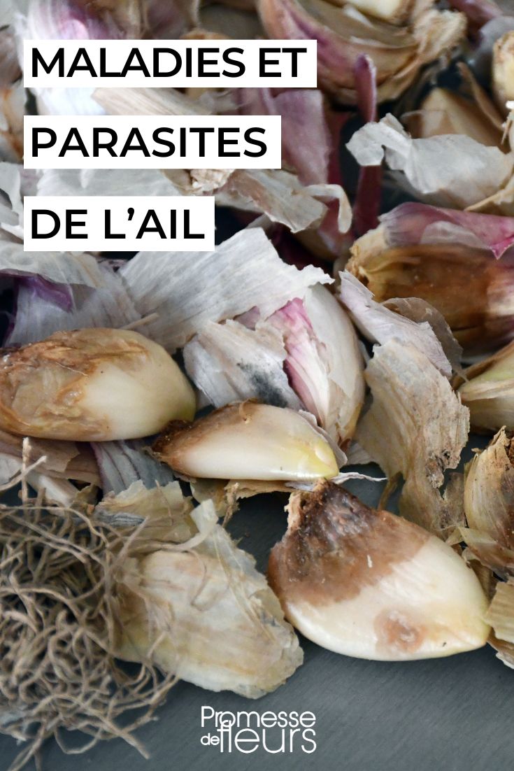 Diseases and Pests of Garlic: Identification and Solutions Garlic Diseases and Parasites