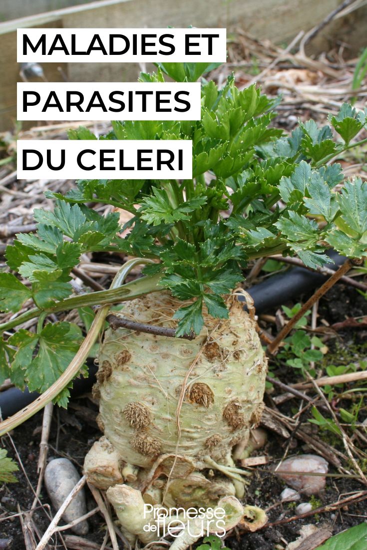 Diseases and Pests of Celery: Identification and Solutions Caring for Celery