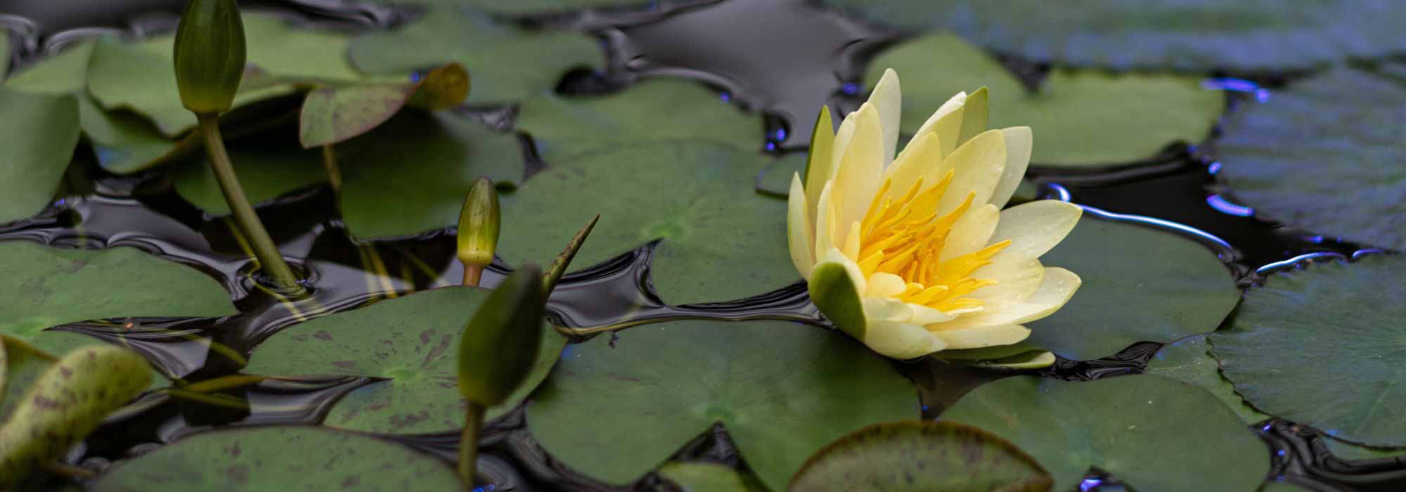 Non-hardy water lilies: how to protect them from the cold and winter them?