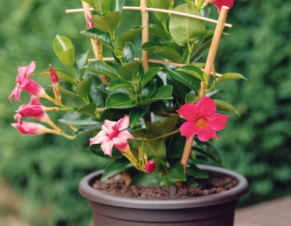 When and how to repot dipladenia?