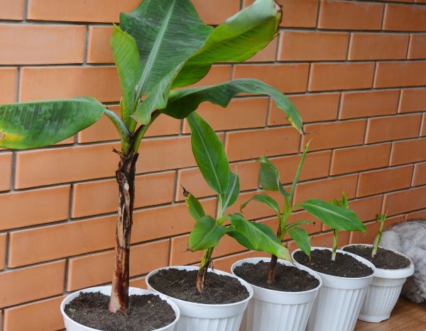 Dividing banana plants: how to separate suckers?