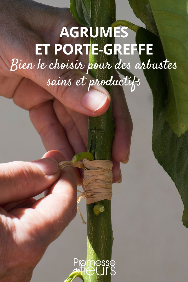 Choose the habit for your citrus graft.