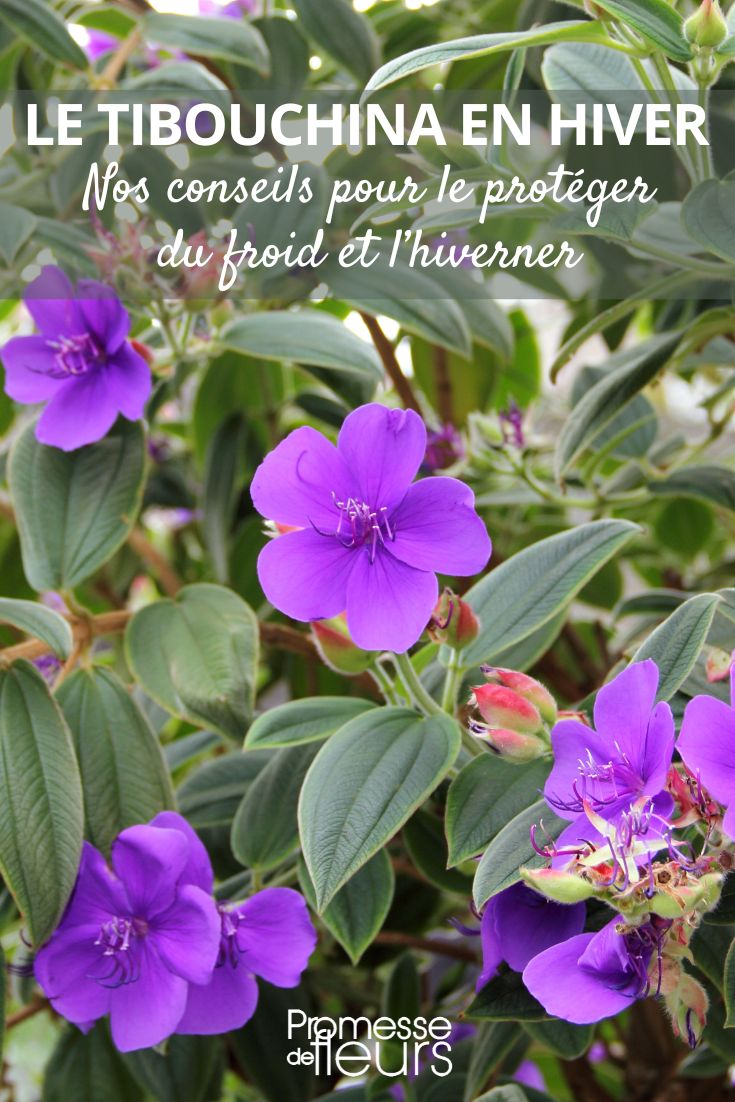 Tips for overwintering Tibouchina