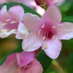 Top 7 pink-flowering Abelias to brighten up your garden