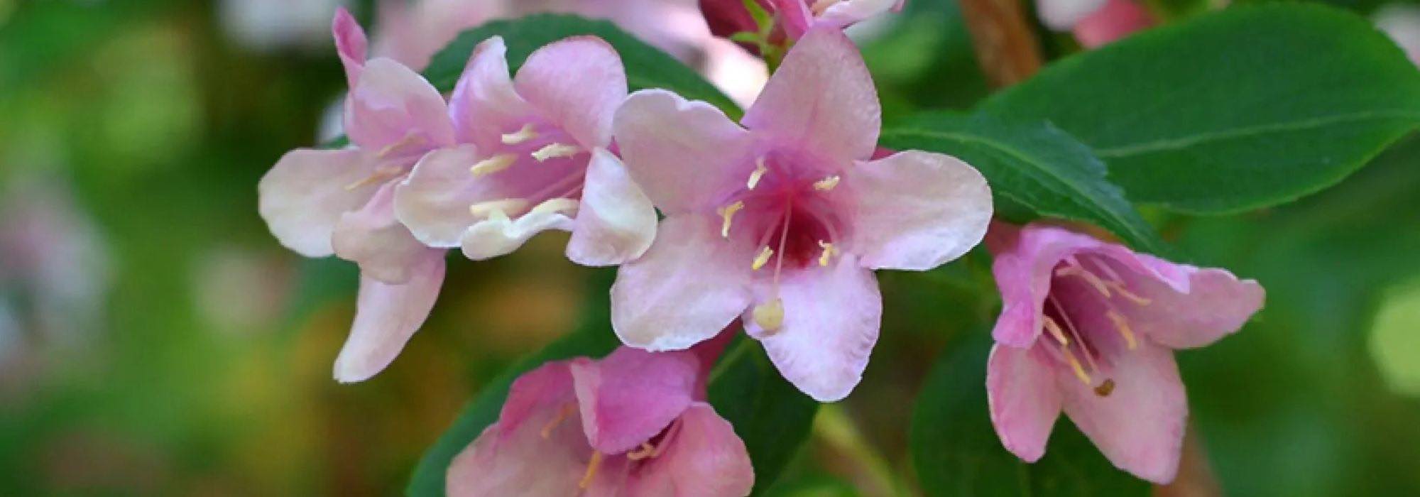 Top 7 pink-flowering Abelias to brighten up your garden