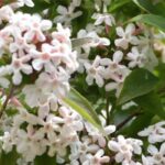 7 Abelias with fragrant flowers for an enchanting garden