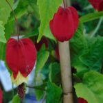 Abutilon: How to choose the ideal variety for your garden or patio?