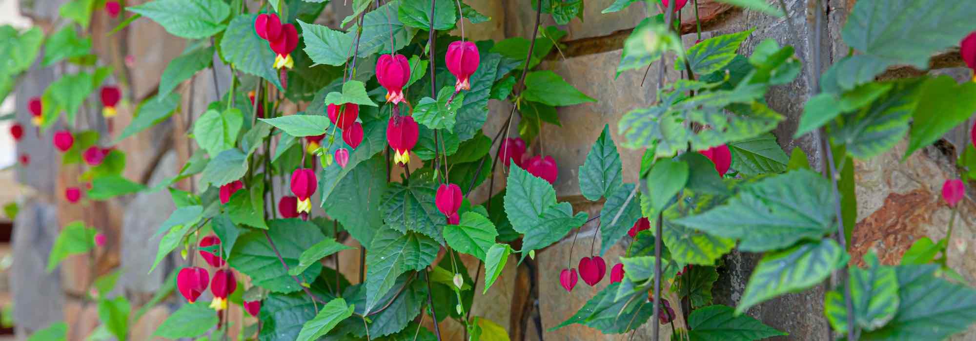 Diseases and parasitic pests of Abutilon: how to identify, prevent and treat them?