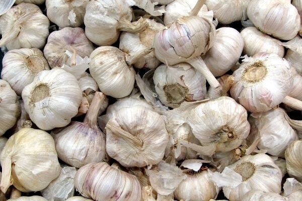 How to propagate garlic?