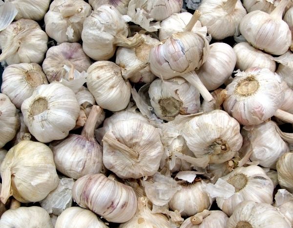 How to propagate garlic?