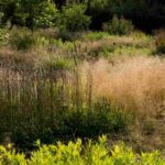 How to design a naturalistic garden?