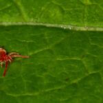 Harvest mites in the garden: how to identify them and keep them at bay?