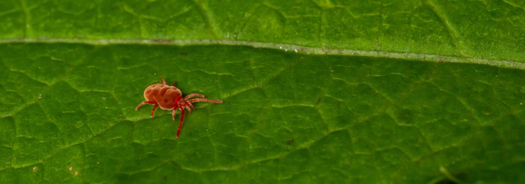 Harvest mites in the garden: how to identify them and keep them at bay?