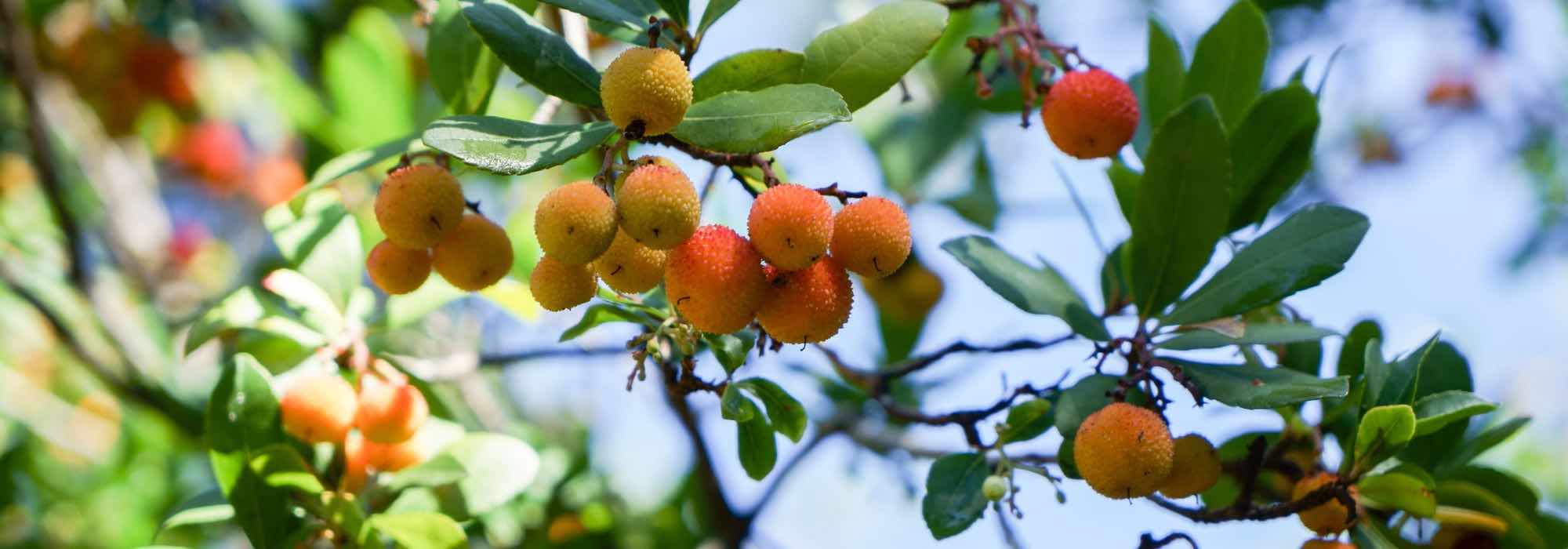 Protecting and Wintering the Strawberry Tree