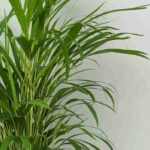 Diseases and parasitic pests of the Areca palm