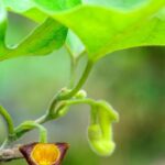 Growing Aristolochia in a pot: tips and care