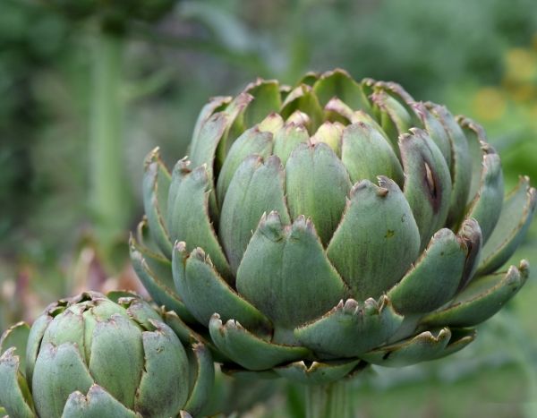 How to sow artichokes?