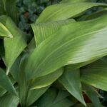 Diseases and parasitic pests of Aspidistra: identification and treatment