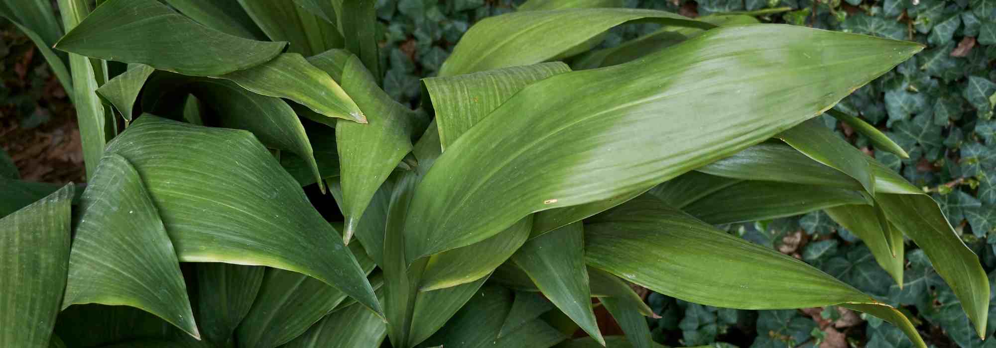 Diseases and parasitic pests of Aspidistra: identification and treatment
