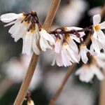Pairing ideas with Abeliophyllum or Korean White Forsythia