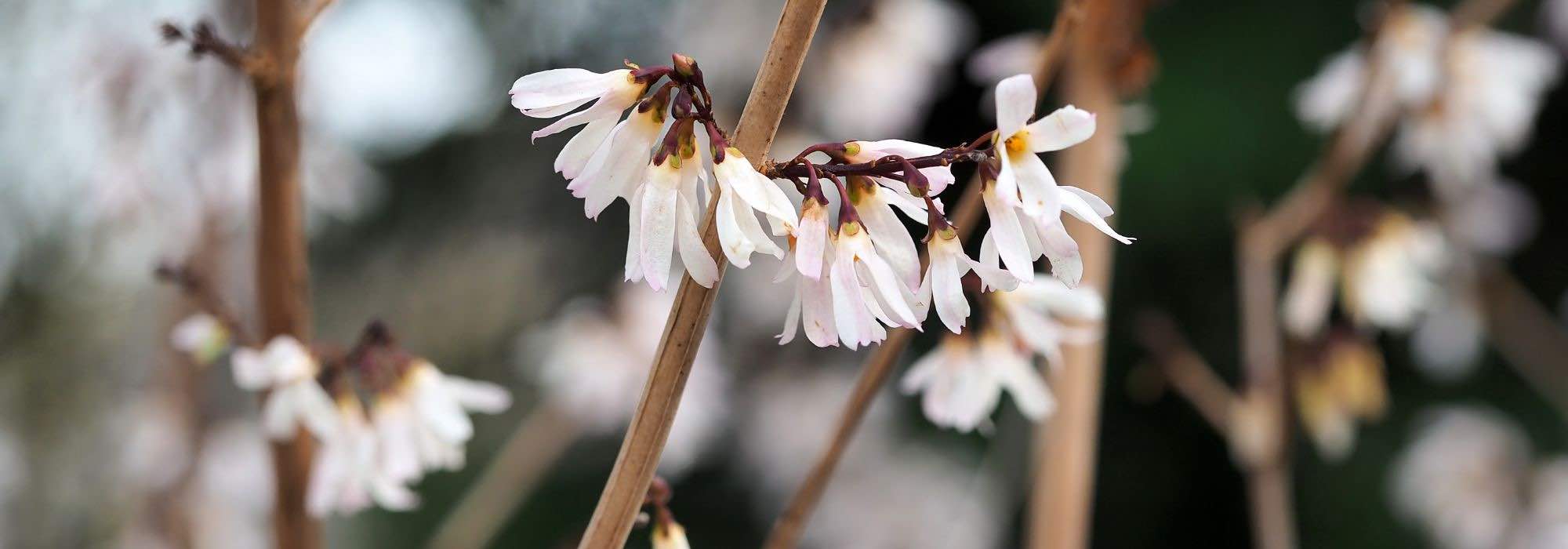 Pairing ideas with Abeliophyllum or Korean White Forsythia