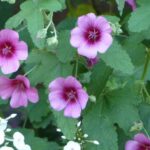 Anisodontea or Cape mallow: pairing ideas for different garden styles