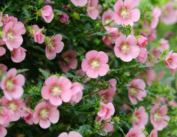 How to propagate Anisodontea or cape mallow?